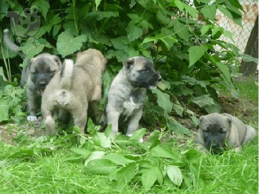 KANGAL